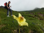 18 Pulsatilla alpina sulfurea